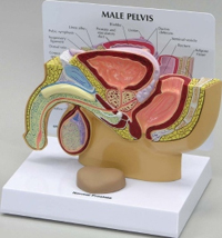 Male Pelvis With Prostate Pharmaceutical and Anatomical Model Gifts